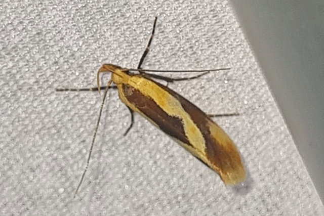 Bruine Molmboorder